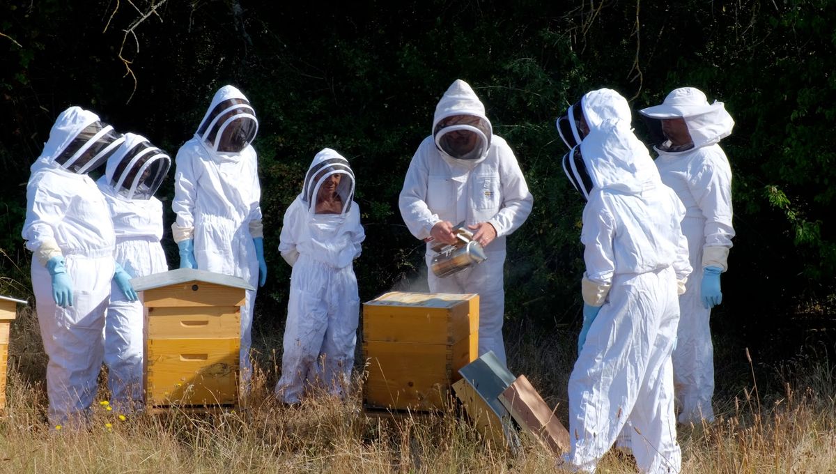 personnes en combinaison autour des abeilles