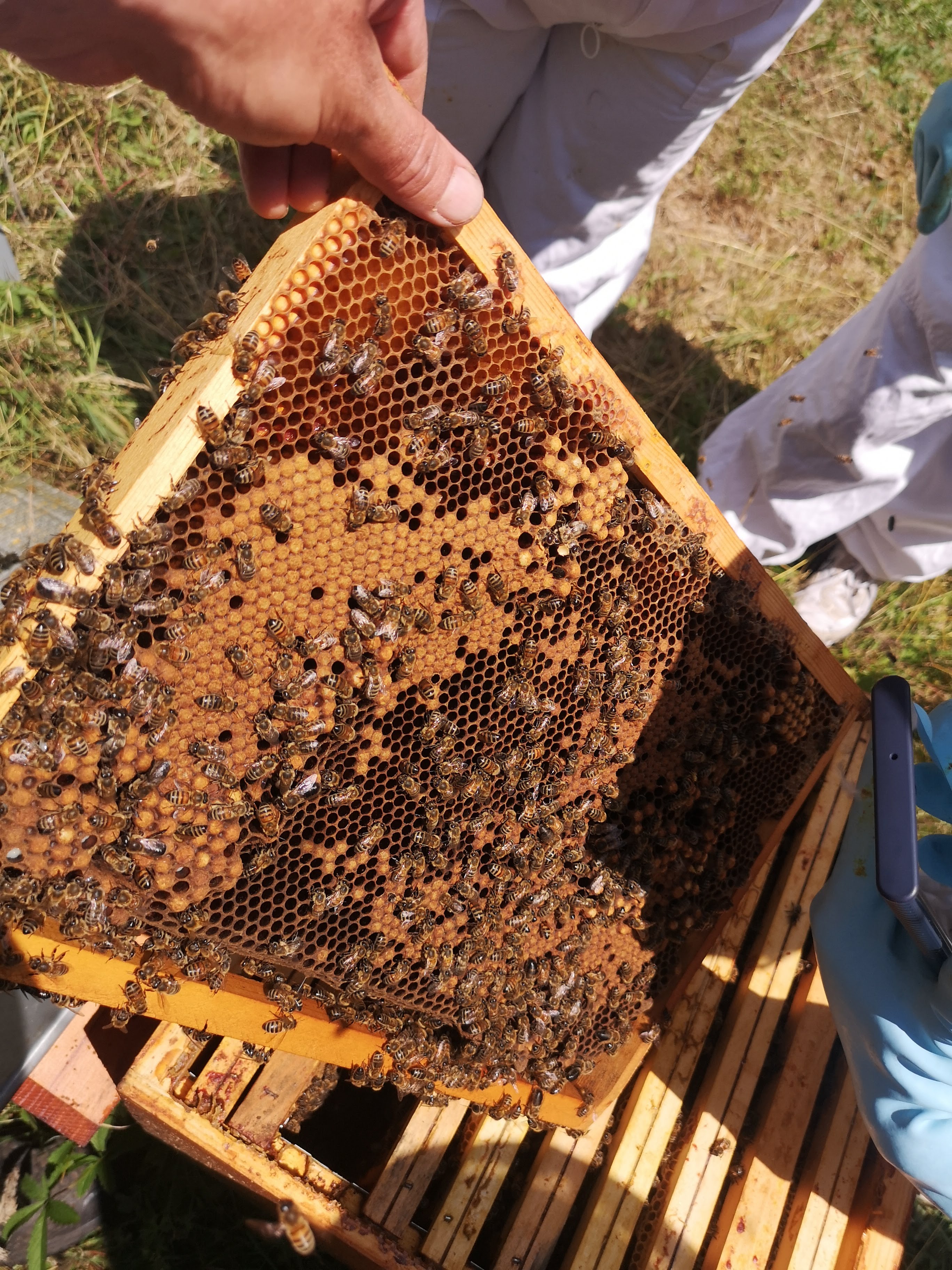 atelier avec les abeilles 