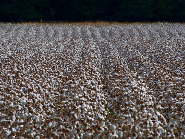 Le coton est une matière écologique, s'il est bio